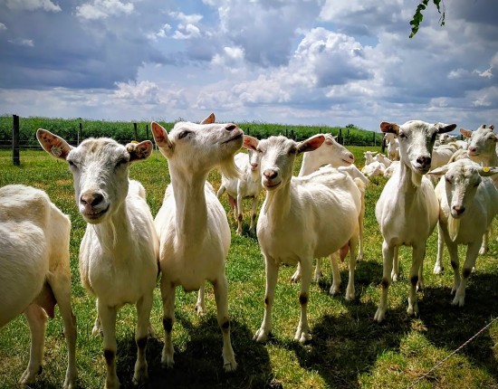 Jak to vypadá na farmě